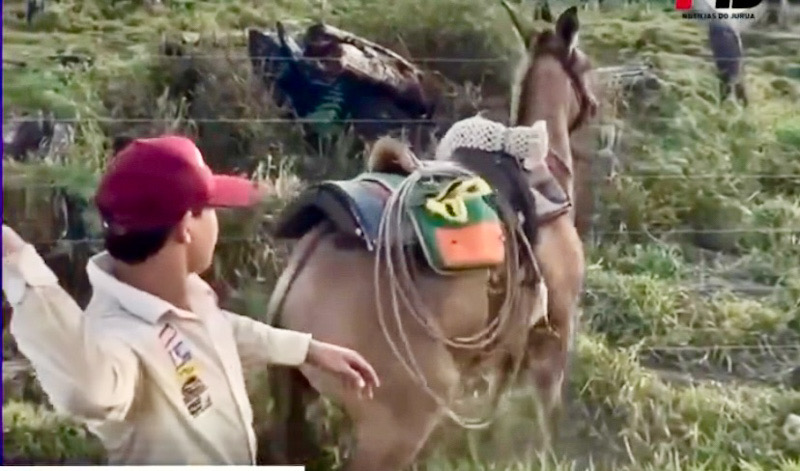 homem-e-filmado-espancando-cavalo-e-mpac-pede-abertura-de-inquerito-policial-contra-agressor