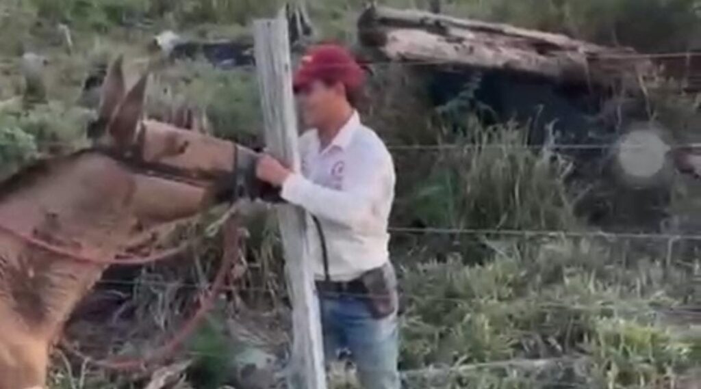 denuncia-de-maus-tratos-contra-cavalo-mobiliza-fiscalizacao-ambiental-e-policia-civil-em-mancio-lima