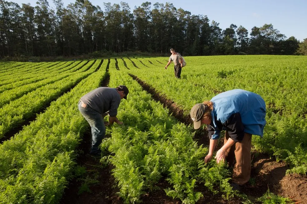 Agricultura sustentável avança no interior do Acre