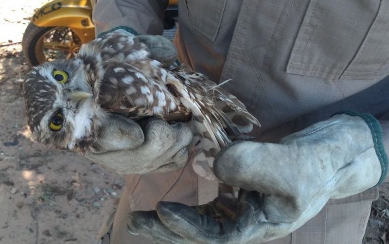 Coruja é resgatada após ficar presa em linha com cerol na Áustria Nova, em Rio Branco