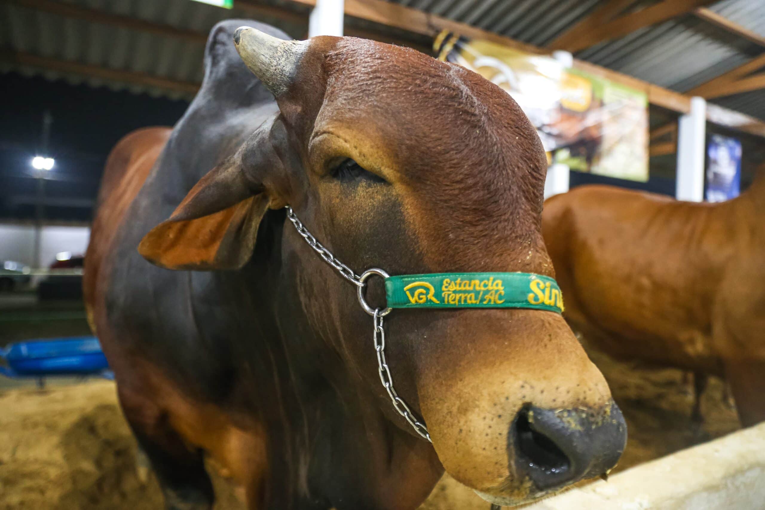 SECOM-Leilão da Marca C movimenta R$ 10 milhões na Expoacre e torna-se referência de genética em negócios agro no Acre