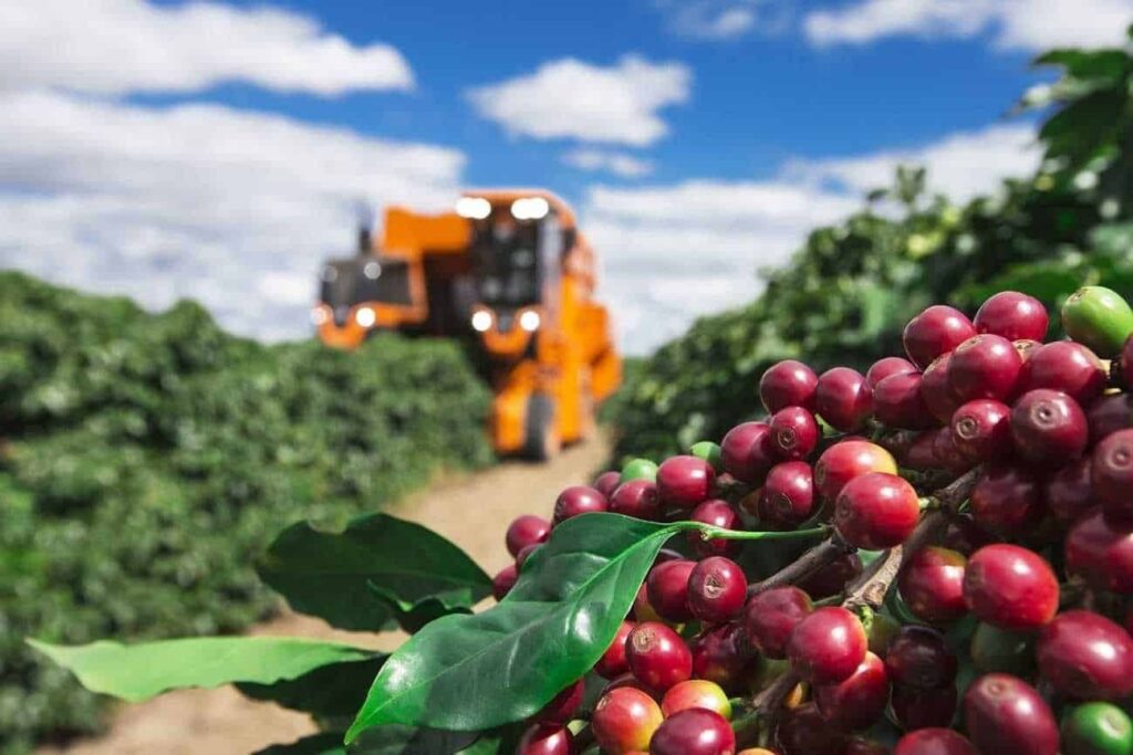 Produtores de café em Feijó testam novo modelo de colheita com menos impacto ambiental | Cidade AC News – Notícias do Acre