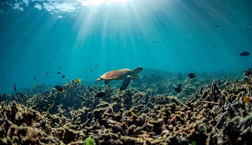 glossario-agenda-climatica:-conheca-mais-sobre-acidificacao-e-desertificacao