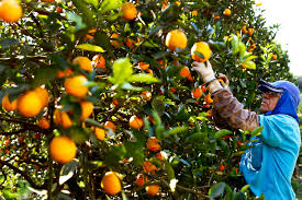 Impacto das tarifas dos EUA na produção de laranja preocupa produtores do Acre – Cidade AC News Linha de produção de suco de laranja em pequena indústria acreana.