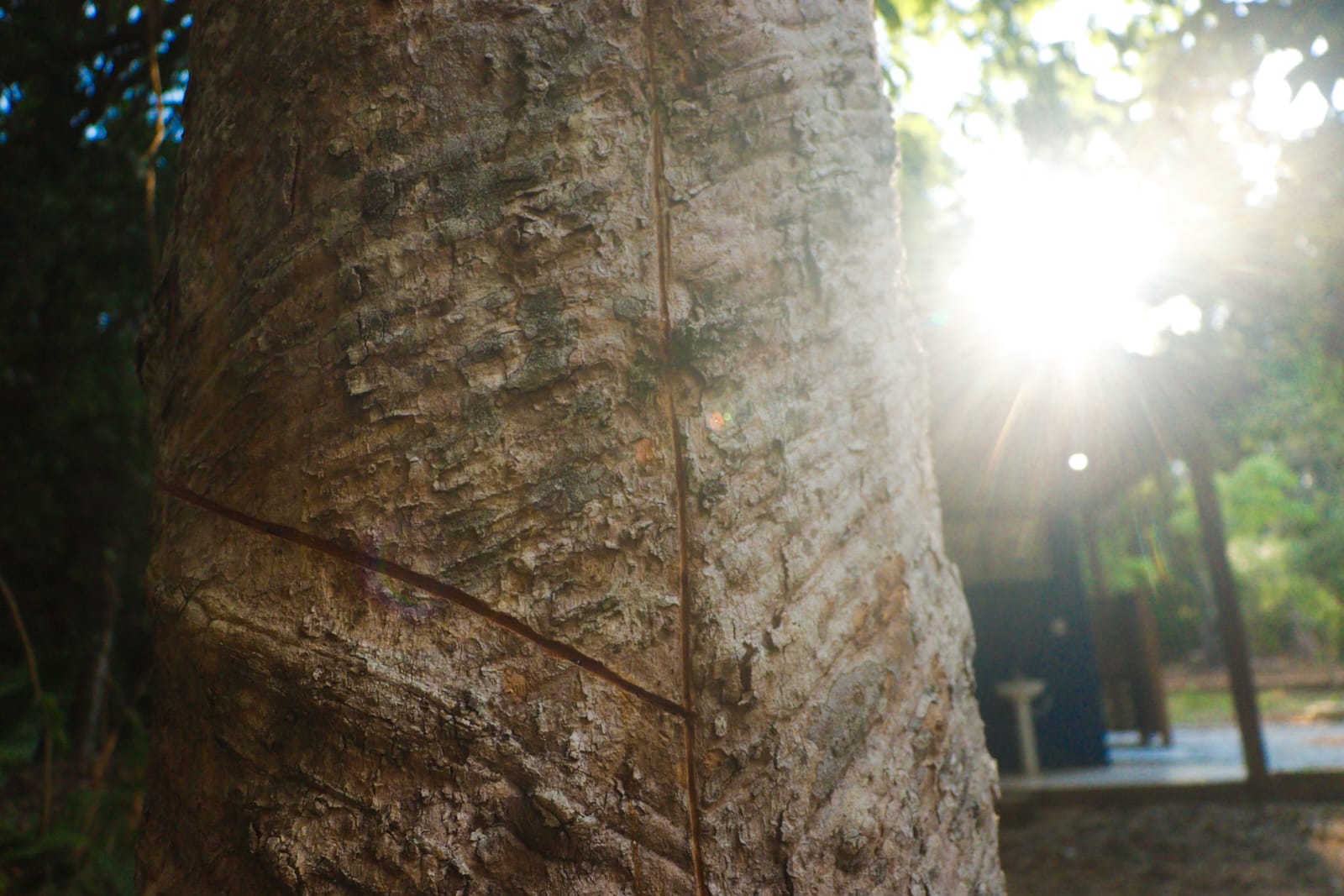 Foto Seringueira no Parque Capitão Ciríaco