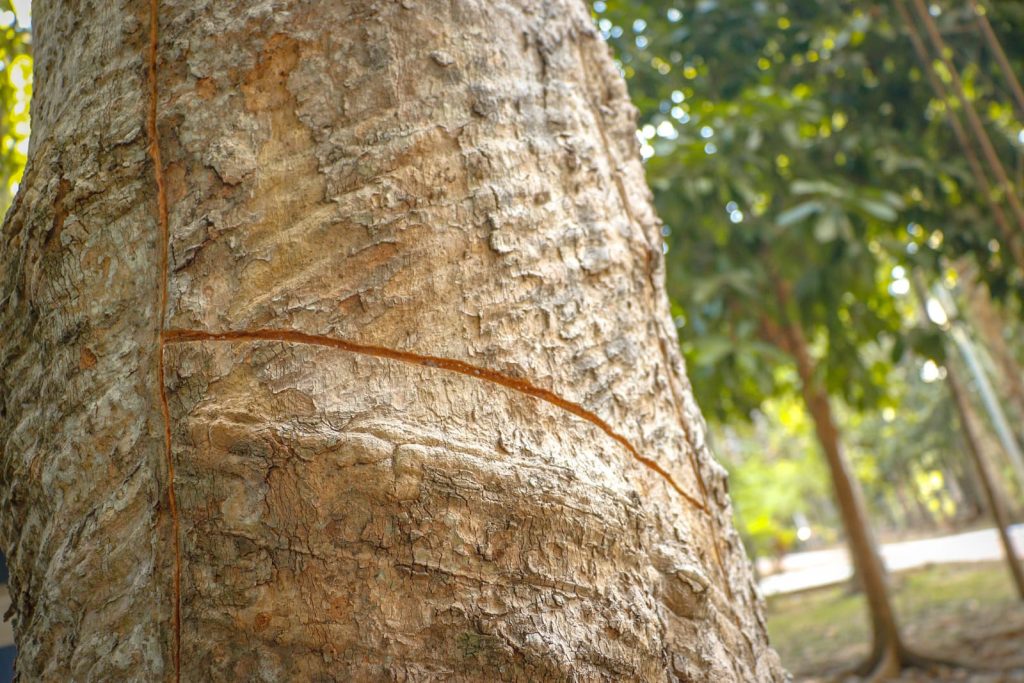 Parque Capitao Ciriaco 14