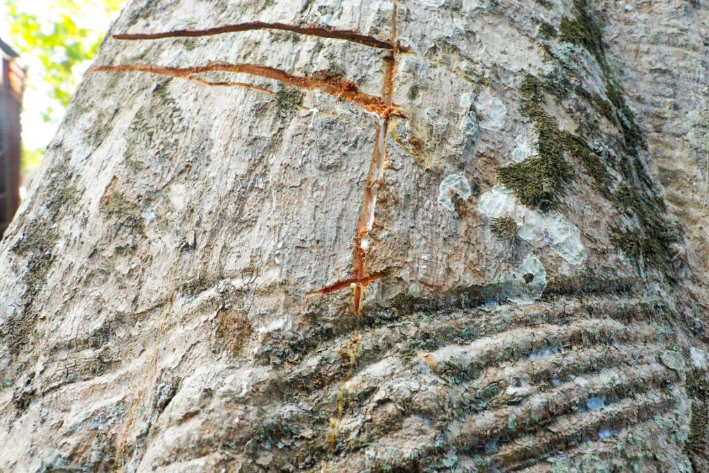 Parque Capitao Ciriaco 17