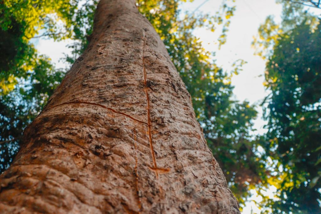 Parque Capitao Ciriaco 18