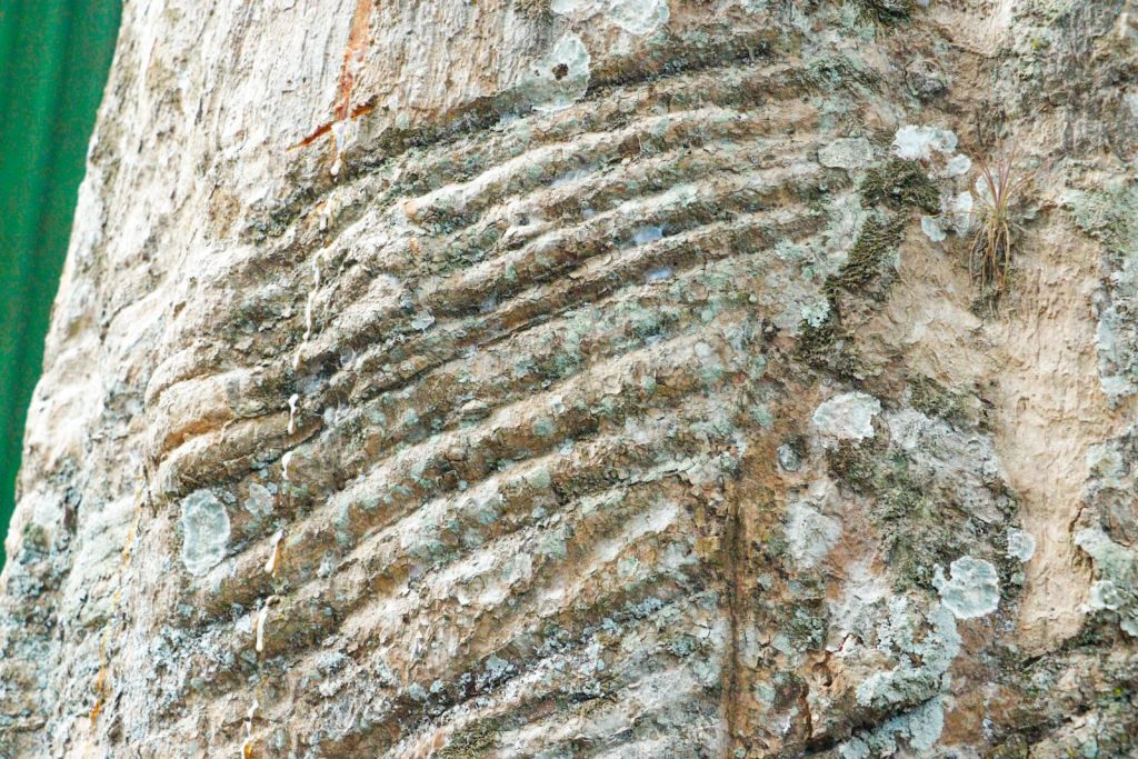 Parque Capitao Ciriaco 3