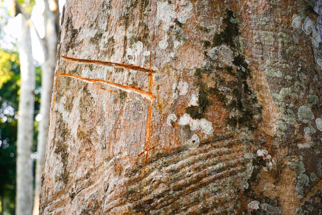 Parque Capitao Ciriaco 5