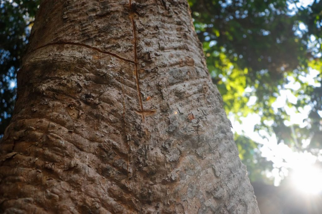 Parque Capitao Ciriaco 6