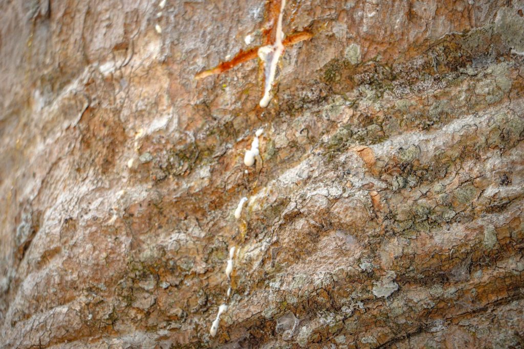 Parque Capitao Ciriaco 7