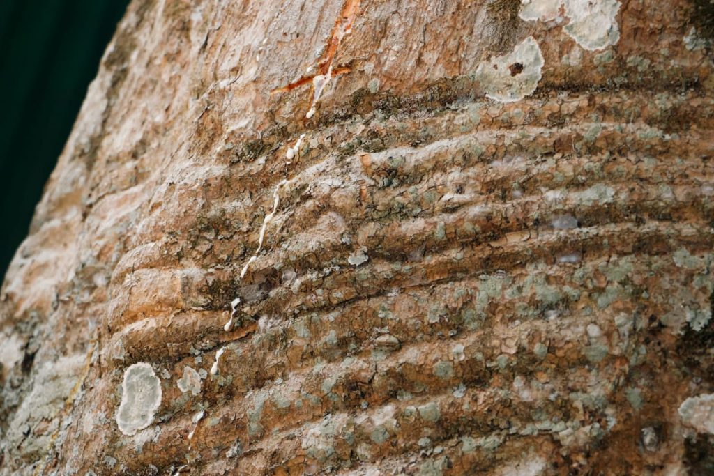 Parque Capitao Ciriaco 8