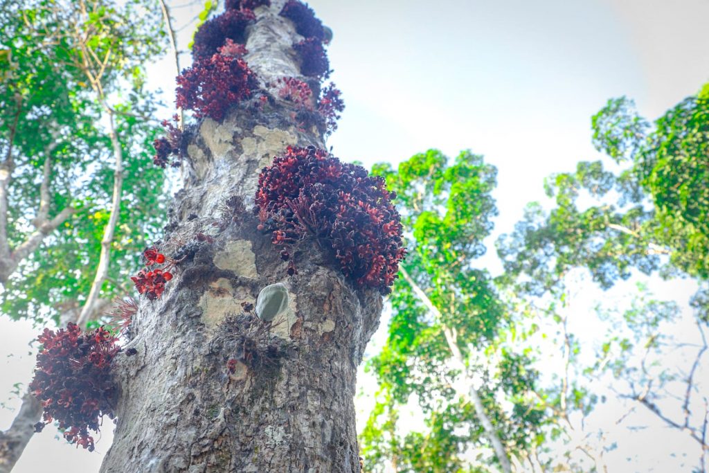 Parque Capitao Ciriaco 9