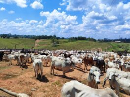 produtores-rurais-do-acre-devem-fazer-declaracao-anual-de-rebanho-entre-1o-de-outubro-e-30-de-novembro