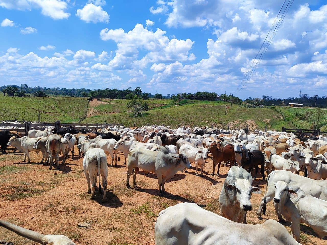 produtores-rurais-do-acre-devem-fazer-declaracao-anual-de-rebanho-entre-1o-de-outubro-e-30-de-novembro