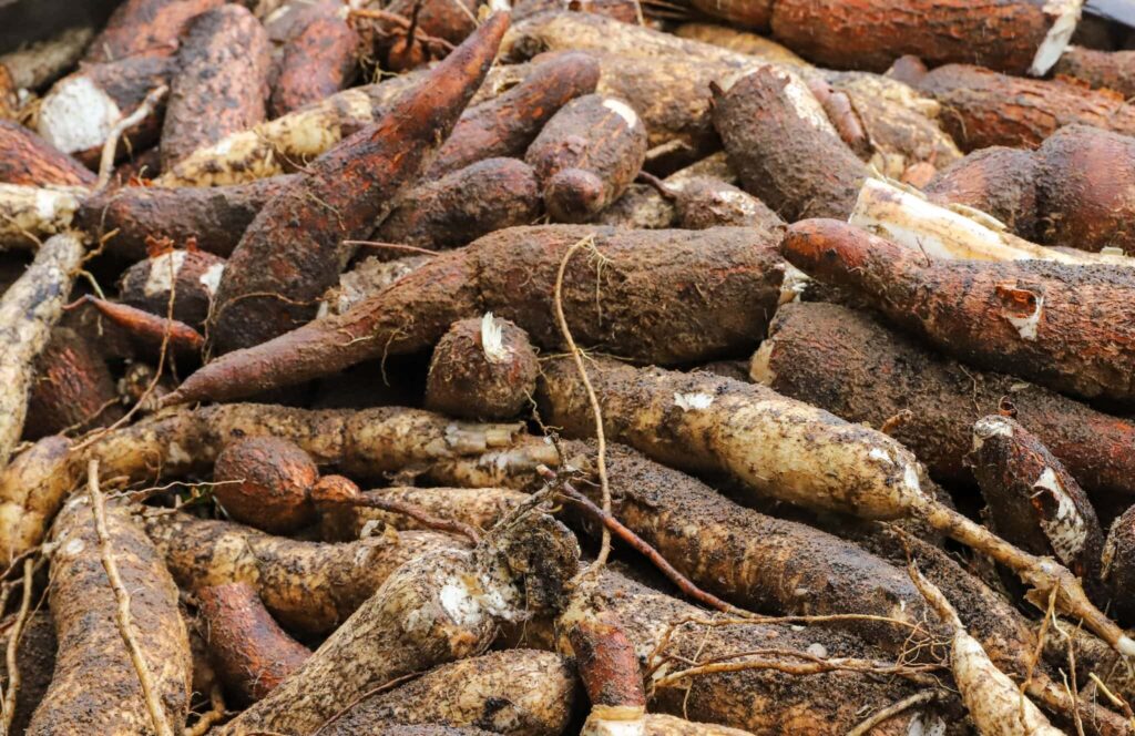 acre-lanca-programa-de-inovacao-e-sustentabilidade-para-cadeias-produtivas-de-abacaxi-e-mandioca