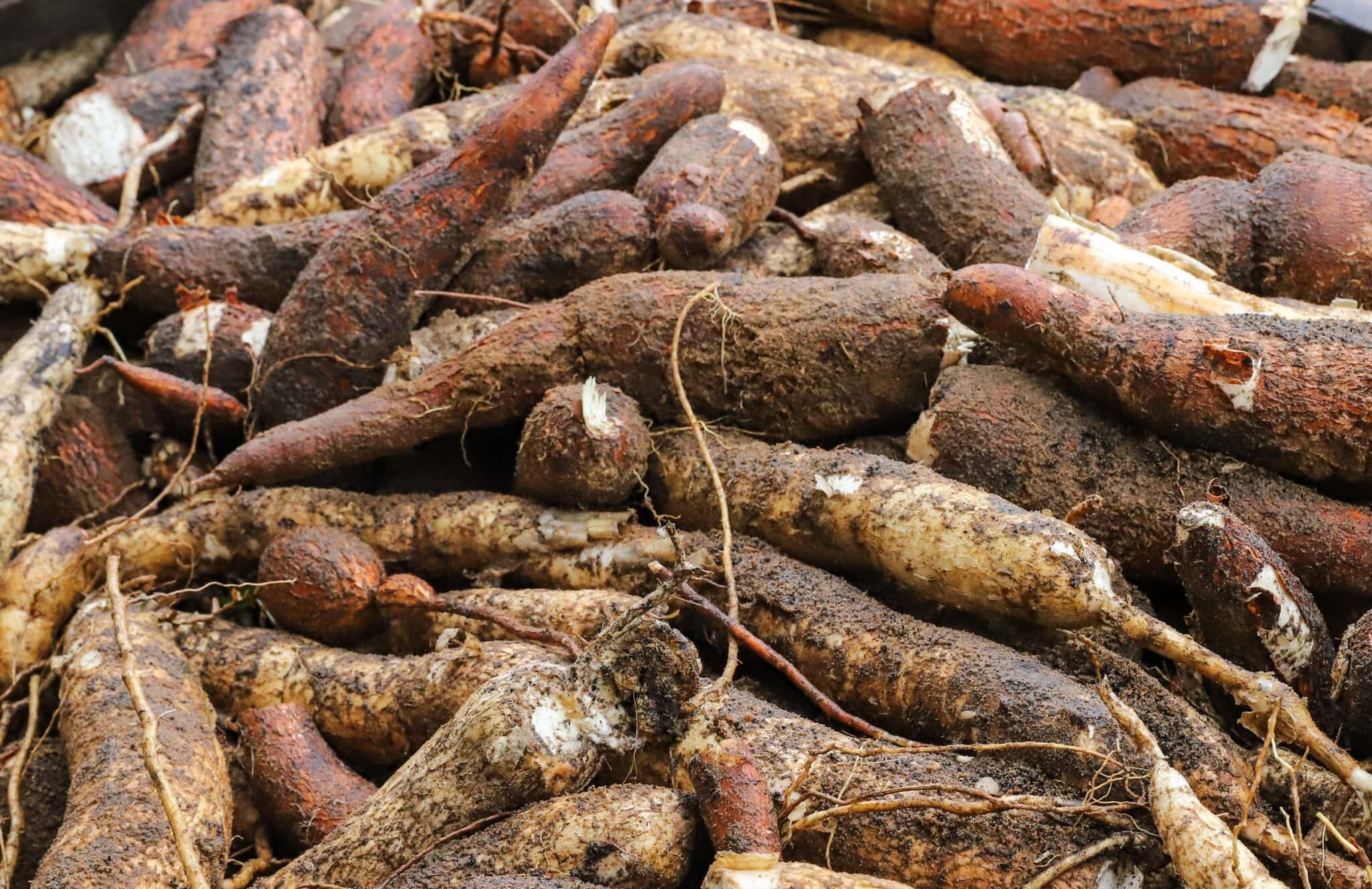 acre-lanca-programa-de-inovacao-e-sustentabilidade-para-cadeias-produtivas-de-abacaxi-e-mandioca