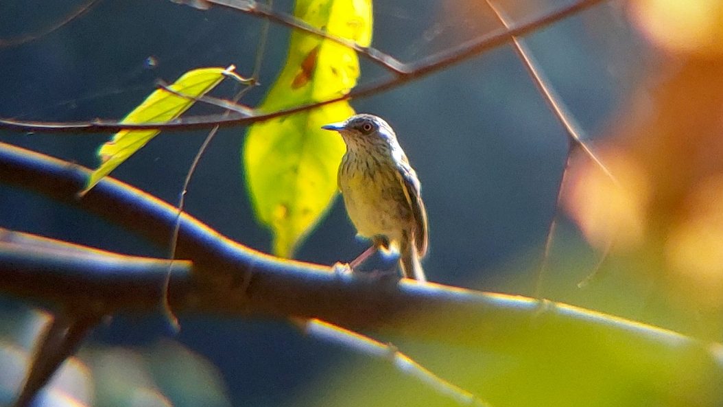O Horto Florestal de Rio Branco, espaço verde de 17 hectares localizado às margens do igarapé São Francisco