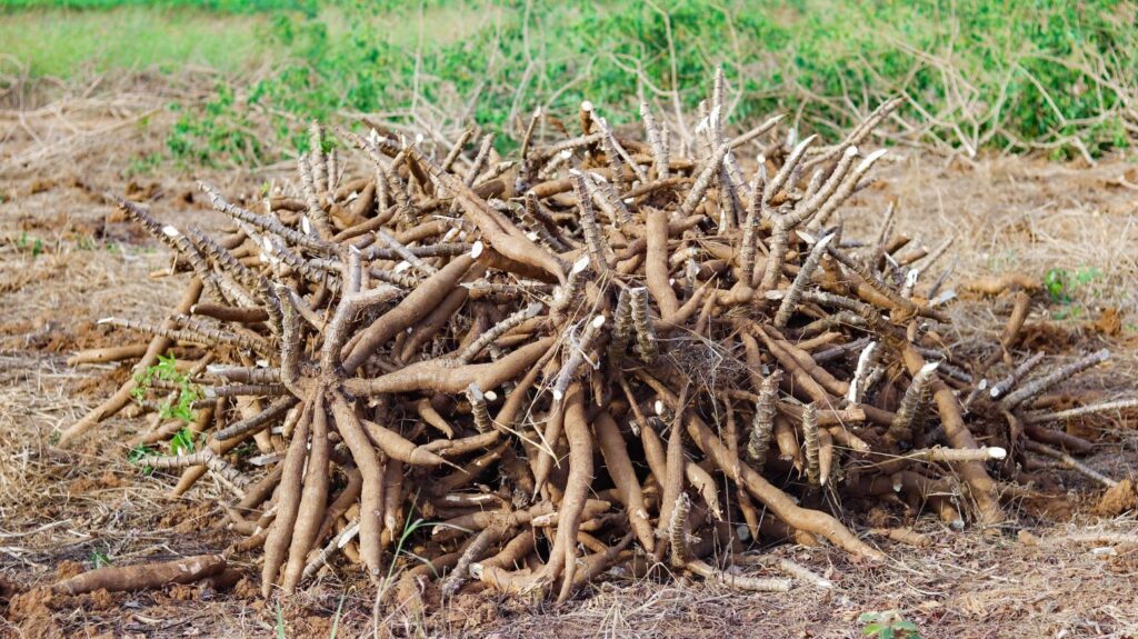 festival-da-macaxeira-de-rio-branco-promete-atrair-grande-publico-para-o-concurso-da-maior-mandioca