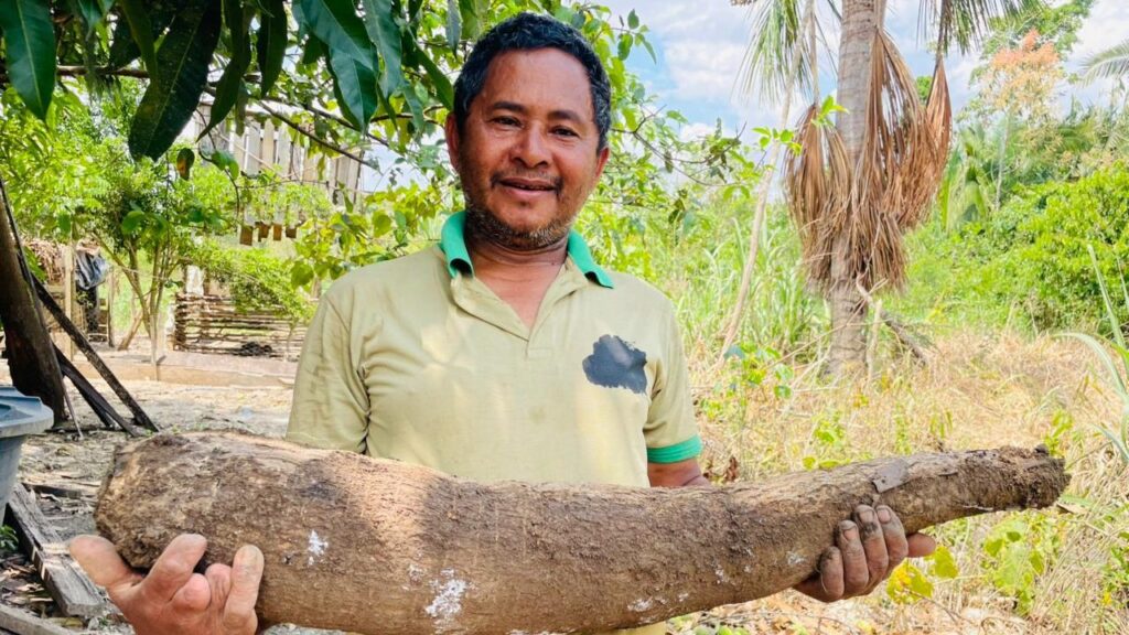 festival-da-macaxeira-e-agronegocio:-uma-celebracao-da-cultura-local-e-do-agro-acreano