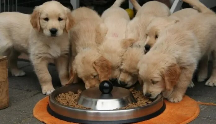 inovacao-e-cuidado-revolucionam-o-mercado-de-alimentacao-natural-para-pets