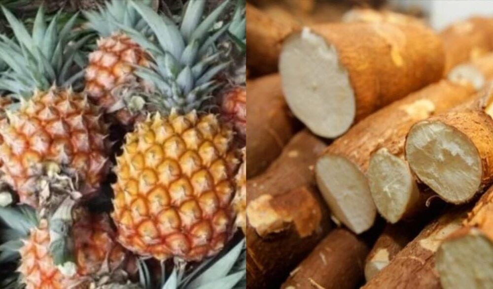 Acre inovação abacaxi mandioca