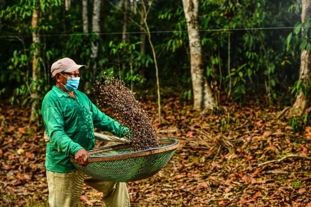 Café Amazônico e Bioeconomia