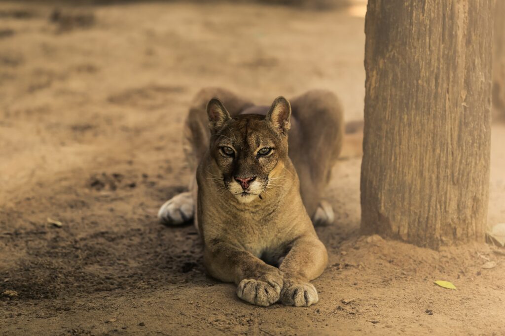 Parque Chico Mendes Rio Branco, principal área de lazer e turismo no Acre