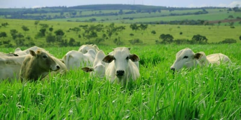 Pecuaria acre crescimento 20% R$ 181 Milhões Cidade AC News