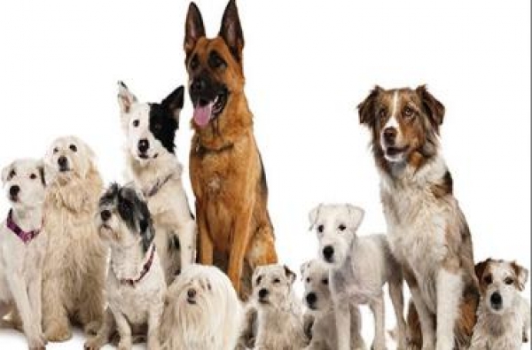 O levantamento do IBGE confirma: o Acre lares com cães alcança 60%