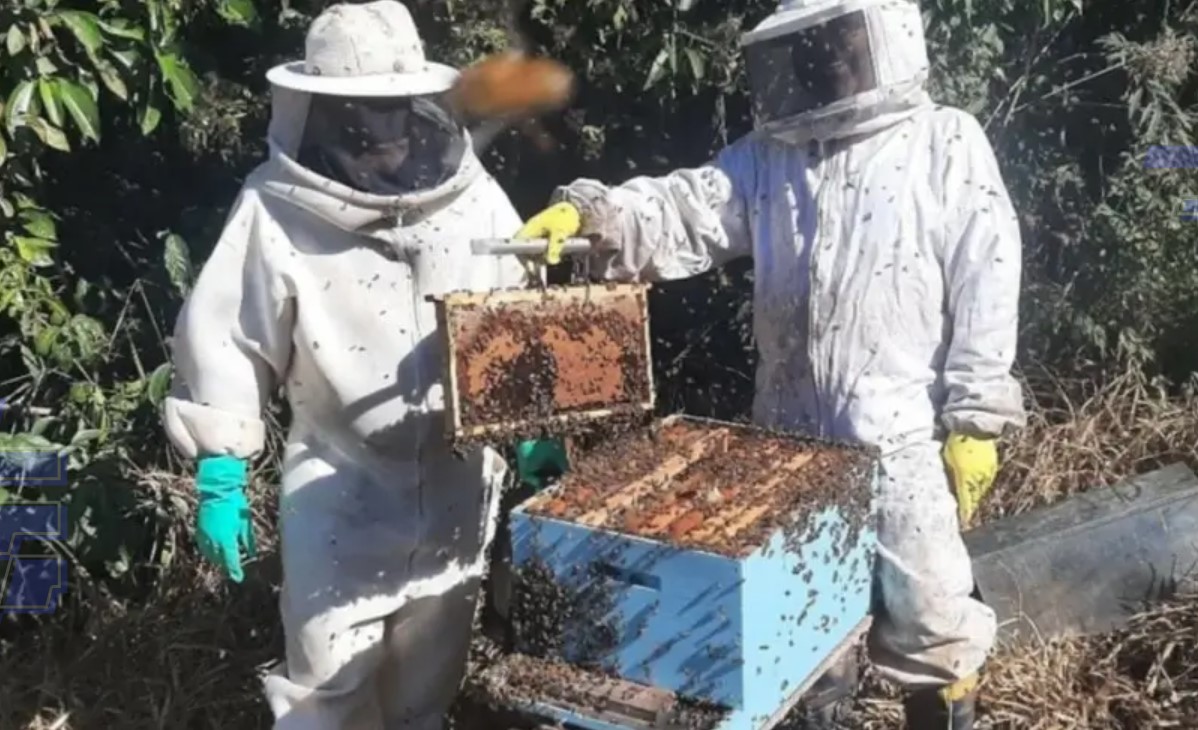 Sebrae e INPI debatem medidas para agilizar processos de Indicações Geográficas | Cidade AC News – Notícias do Acre