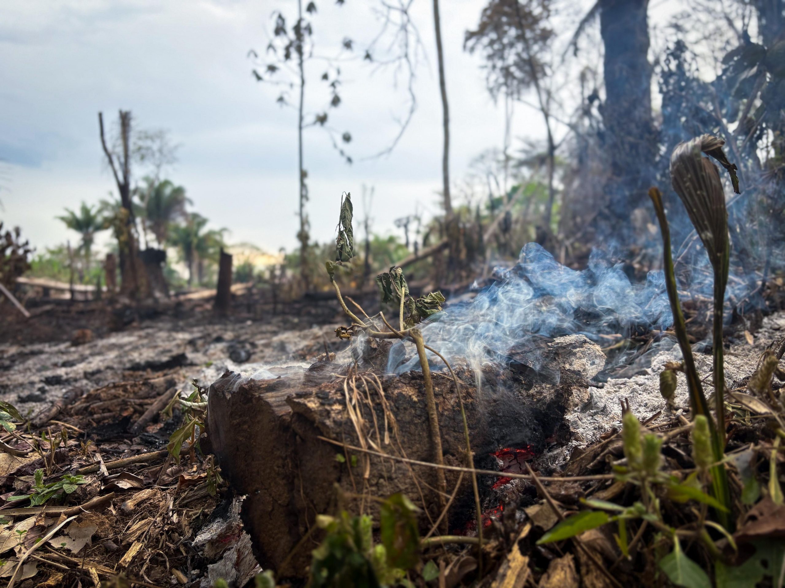 Fiscalização Semeia