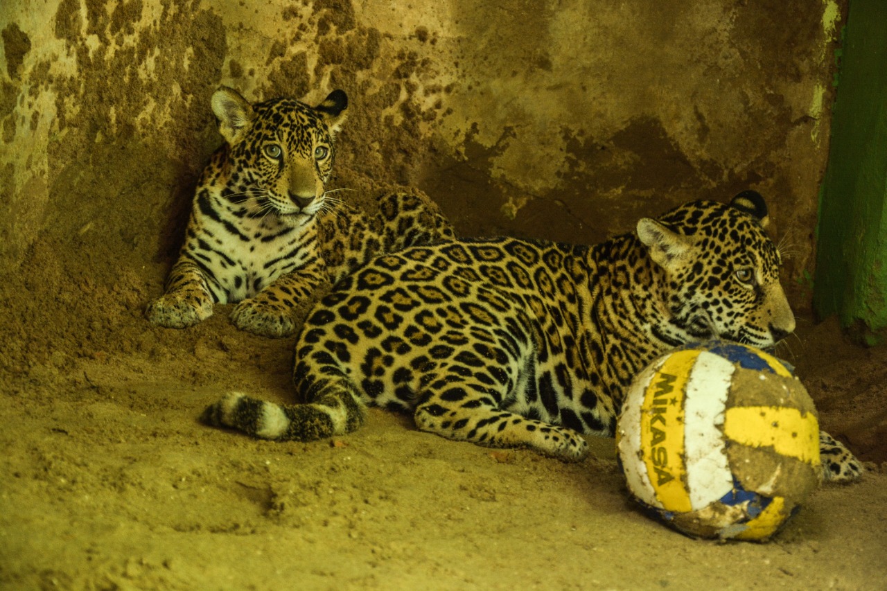 NOVAS ONCAS NO PARQUE CHICO MENDES 7 4 22 FF 6