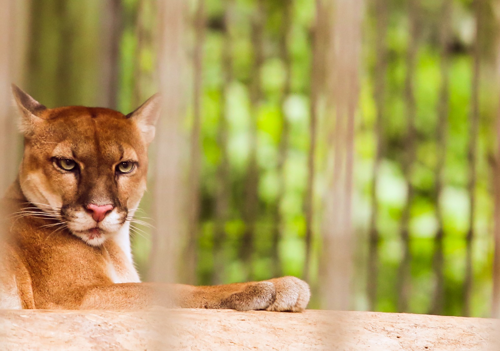Visita ao parque chico mendes comitiva Amapa 8