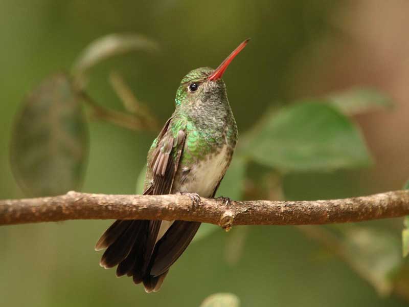 Conheça mais sobre justiça climática e regulamentação climática | Cidade AC News – Notícias do Acre