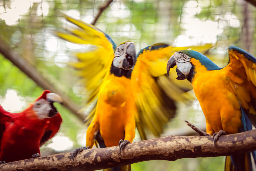 O que o acreano gosta: Parque Chico Mendes, turismo, lazer e história em Rio Branco | Cidade AC News – Notícias do Acre