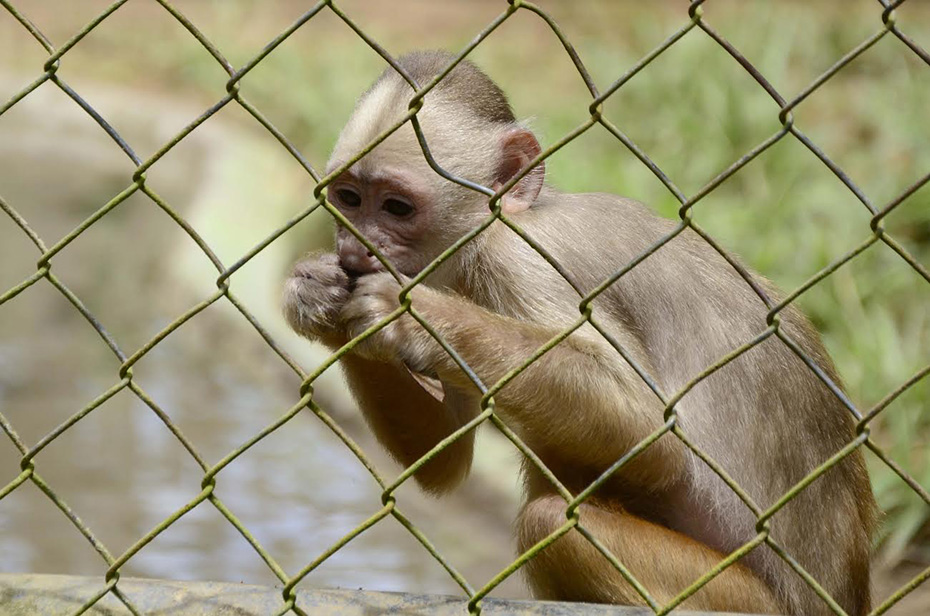 O que o acreano gosta: Parque Chico Mendes, turismo, lazer e história em Rio Branco | Cidade AC News – Notícias do Acre
