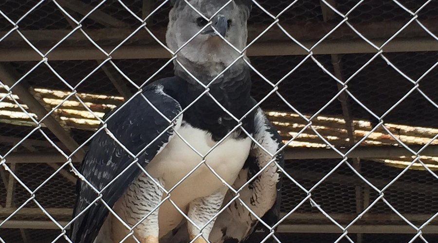 O que o acreano gosta: Parque Chico Mendes, turismo, lazer e história em Rio Branco | Cidade AC News – Notícias do Acre