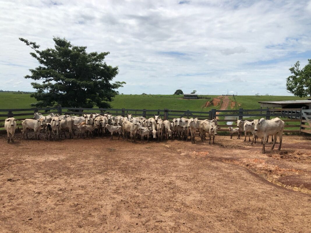 daf vacinação brucelose Acre Rio Branco
