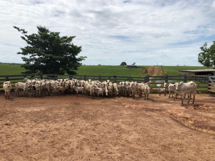 1.Idaf vacinação brucelose Acre Rio Branco daf vacinação brucelose Acre Rio Branco