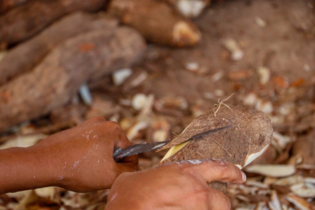 com-apoio-da-prefeitura-de-rio-branco,-producao-de-macaxeira-e-derivados-vem-transformando-vidas-no-campo