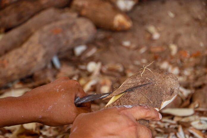 com-apoio-da-prefeitura-de-rio-branco,-producao-de-macaxeira-e-derivados-vem-transformando-vidas-no-campo
