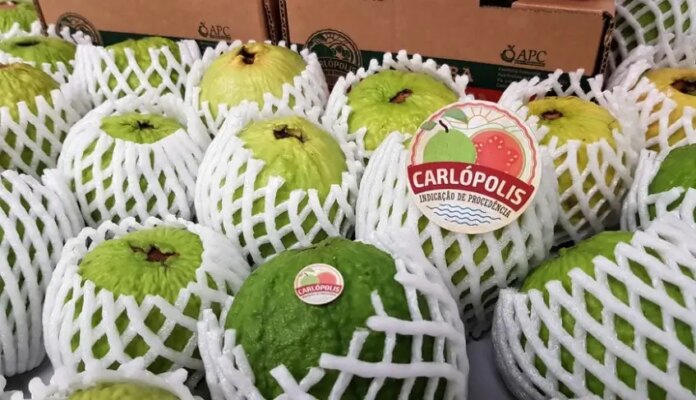na-espanha,-goiaba-de-carlopolis-abre-mercados-e-atrai-novos-compradores na-espanha,-goiaba-de-carlopolis-abre-mercados-e-atrai-novos-compradores