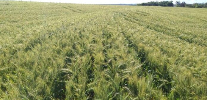 estimativa-de-setembro-preve-safra-historica-para-2025 estimativa-de-setembro-preve-safra-historica-para-2025