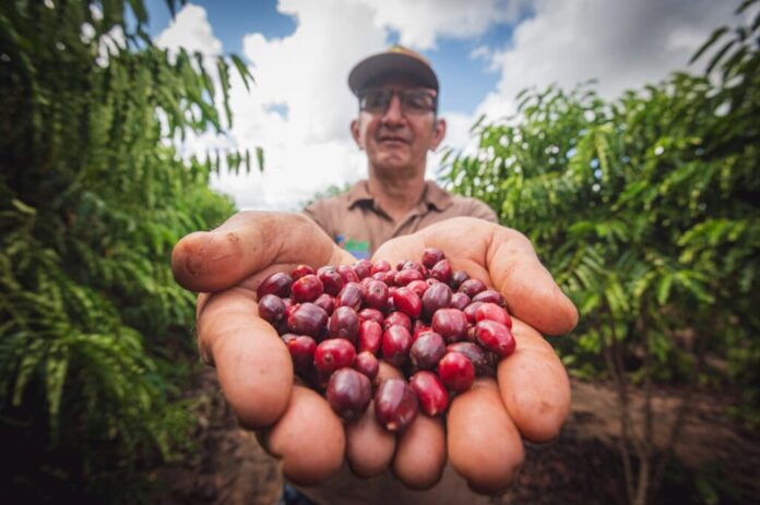 cafes-acreanos-estao-entre-os-30-melhores-do-brasil-e-se-destacam-em-concurso-nacional