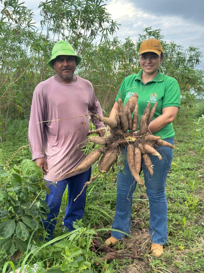 idaf-reforca-acoes-de-prevencao-a-vassoura-de-bruxa-da-mandioca-na-regional-do-purus idaf-reforca-acoes-de-prevencao-a-vassoura-de-bruxa-da-mandioca-na-regional-do-purus