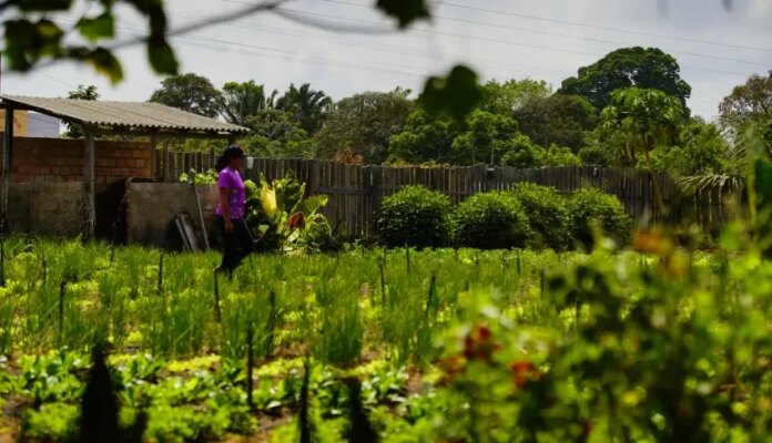 cop30-tera-manifesto-em-defesa-do-empreendedorismo-climatico-feminino
