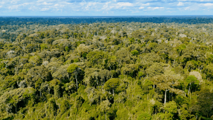 acre-registra-reducao-de-27,62%-no-desmatamento-e-cumpre-metas-anuais-do-plano-de-prevencao-e-controle-do-desmatamento-e-queimadas