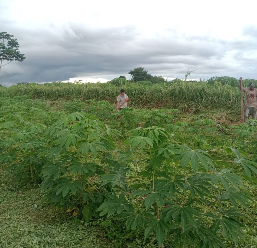 Na base do programa estão agricultores familiares de várias regiões do Acre.